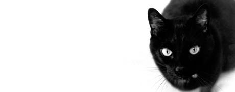 Un tchat à base de WordPress